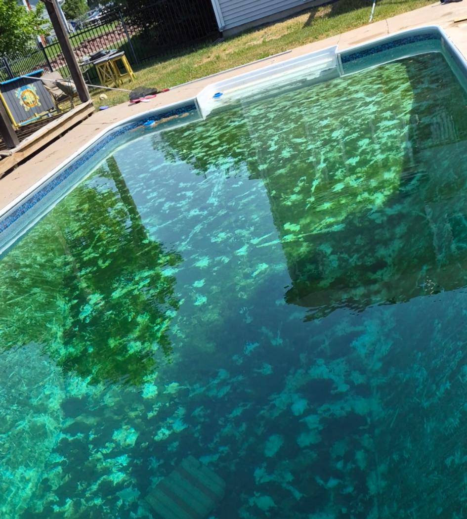Same backyard pool before cleaning, filled with green algae
